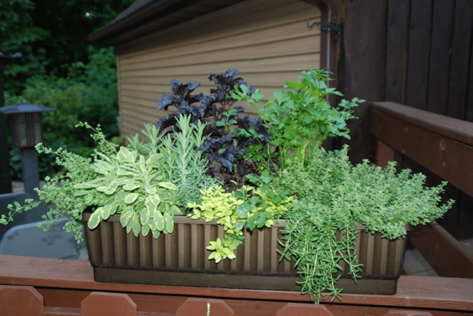 What is Pot In Pot Method Gardening