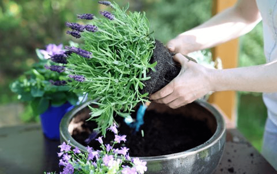 Why You Should Try DIY Container In-Ground Pot Planting