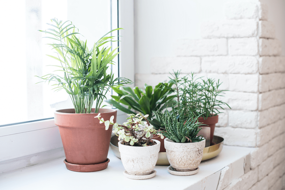 How Succulents Can Add Naturalistic Element To Your Glam Home