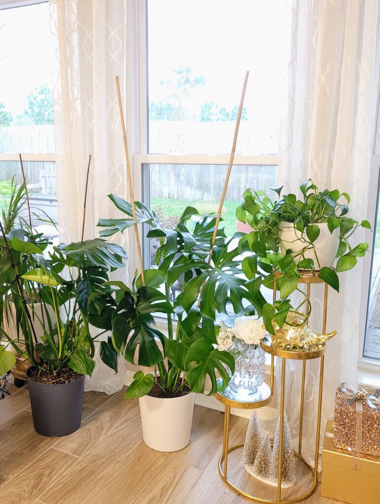 12 Plants That Will Purify The Air At Home