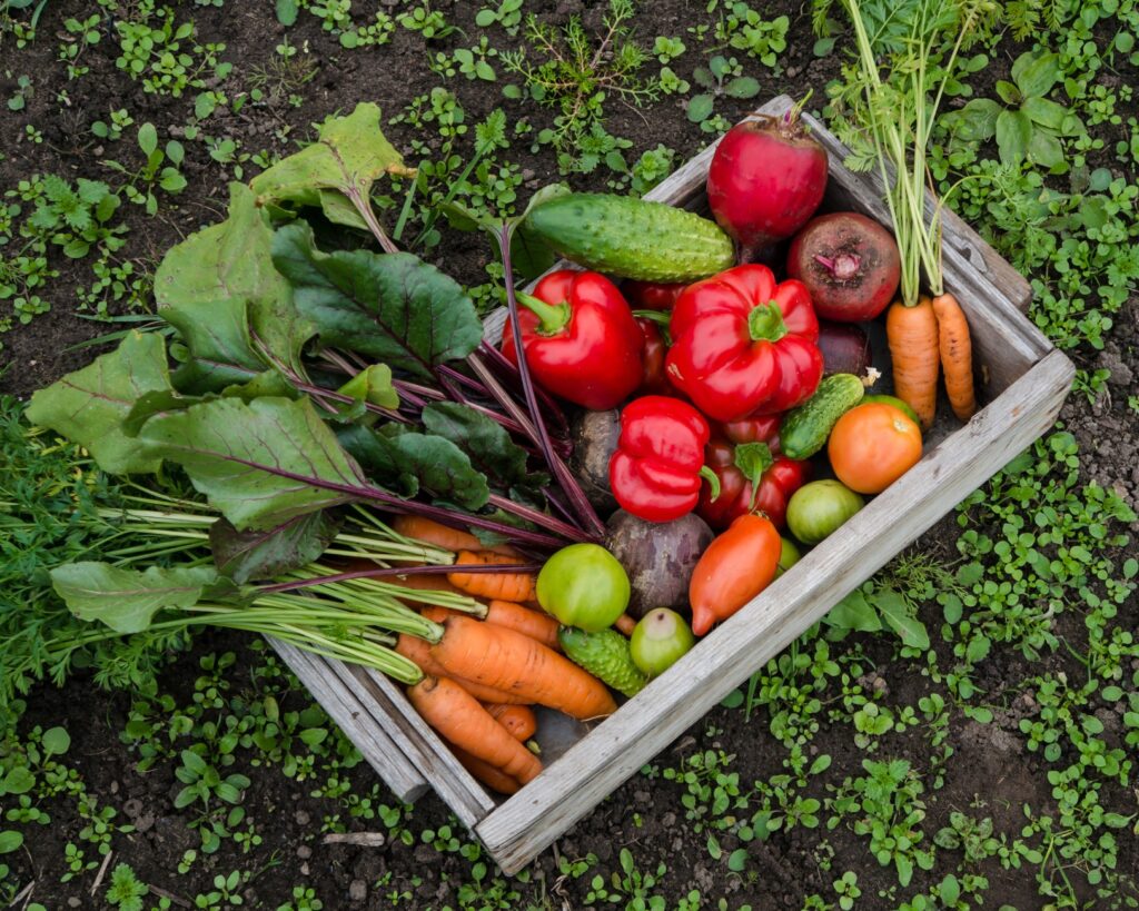 How To Grow Your Own Food All Year Long