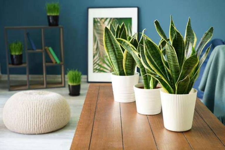 12 Plants That Will Purify The Air At Home - Lani Does It