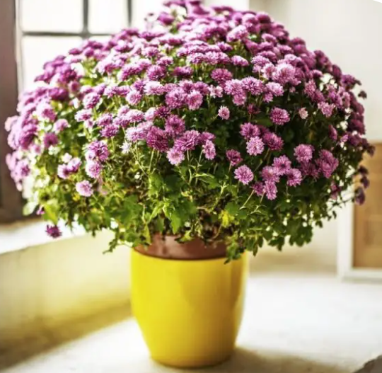 12 Plants That Will Purify The Air At Home