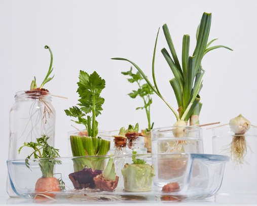 Regrow Vegetables and Herbs From Scraps 