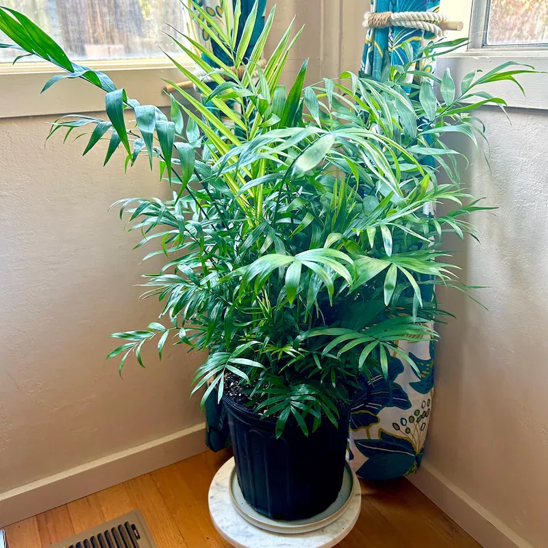 How to Boost Your Mental Wellness Through Interior Design