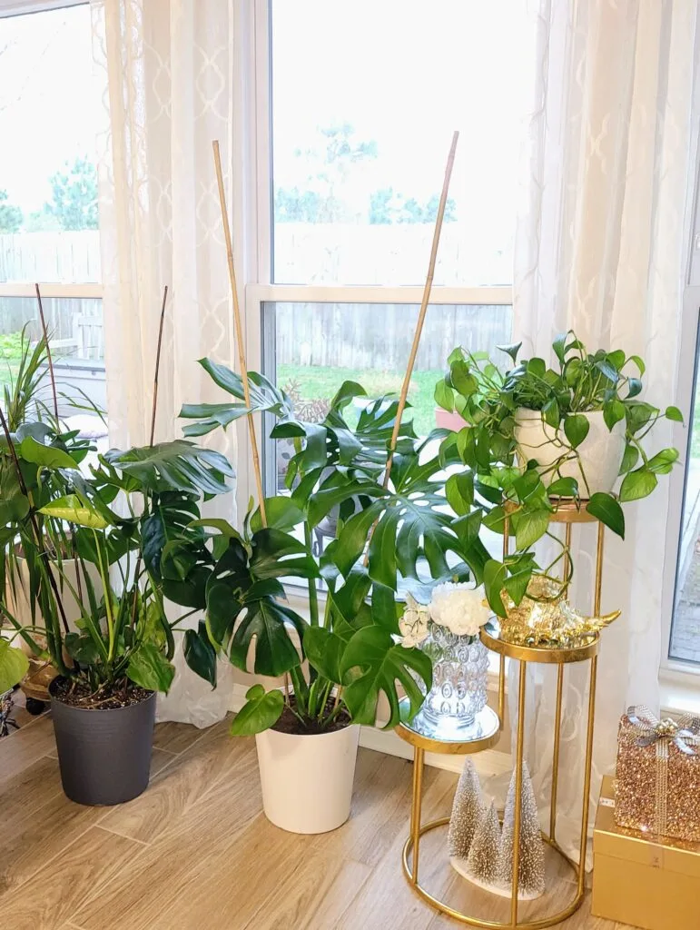 How to Find the Perfect Indoor Plant for Your Home