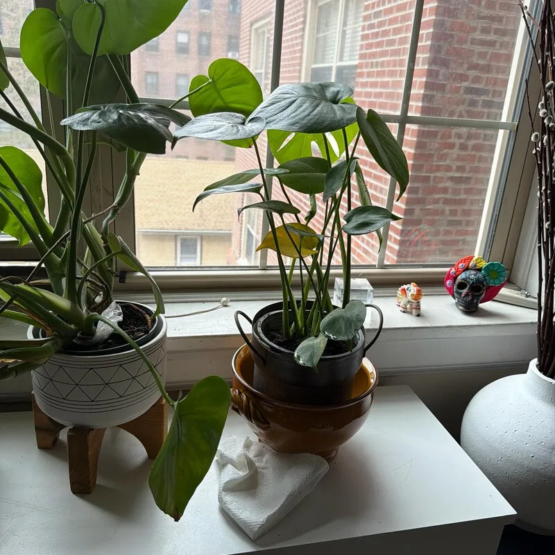 How to Find the Perfect Indoor Plant for Your Home