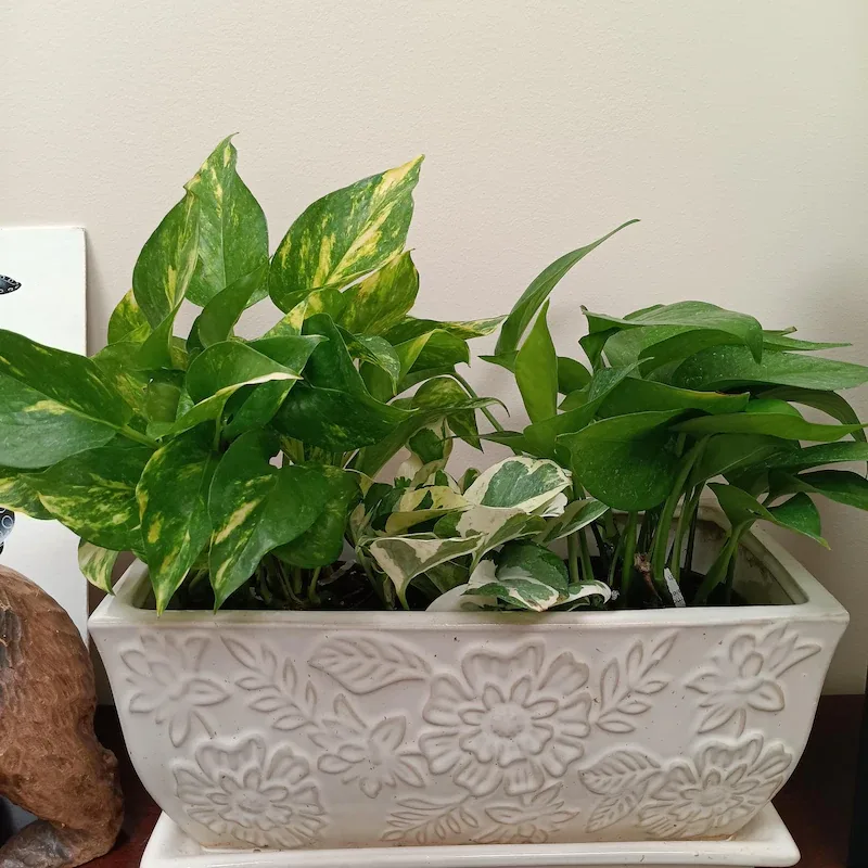 How to Find the Perfect Indoor Plant for Your Home