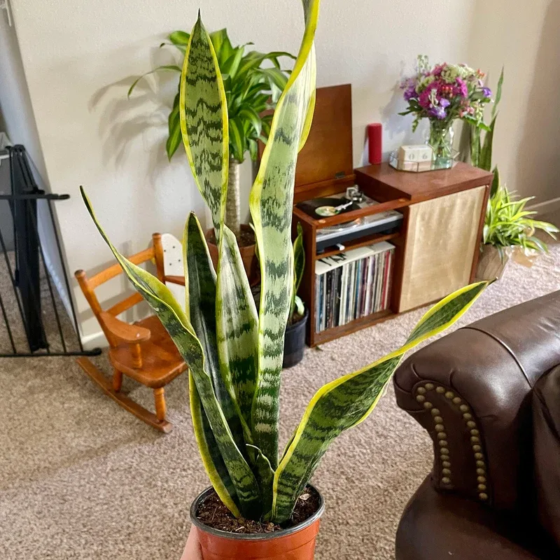 How to Find the Perfect Indoor Plant for Your Home