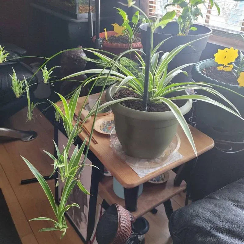 How to Find the Perfect Indoor Plant for Your Home