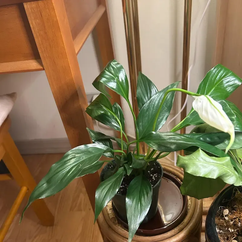 How to Find the Perfect Indoor Plant for Your Home