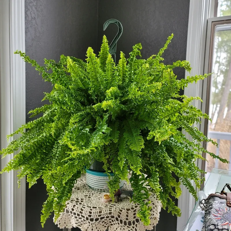 How to Find the Perfect Indoor Plant for Your Home