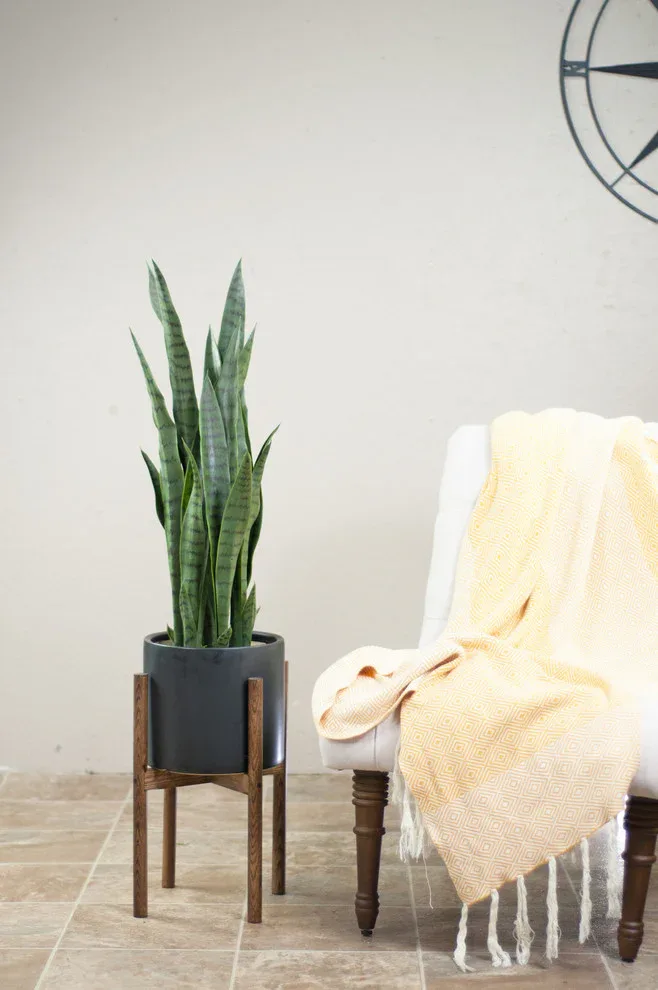 How to Find the Perfect Indoor Plant for Your Home