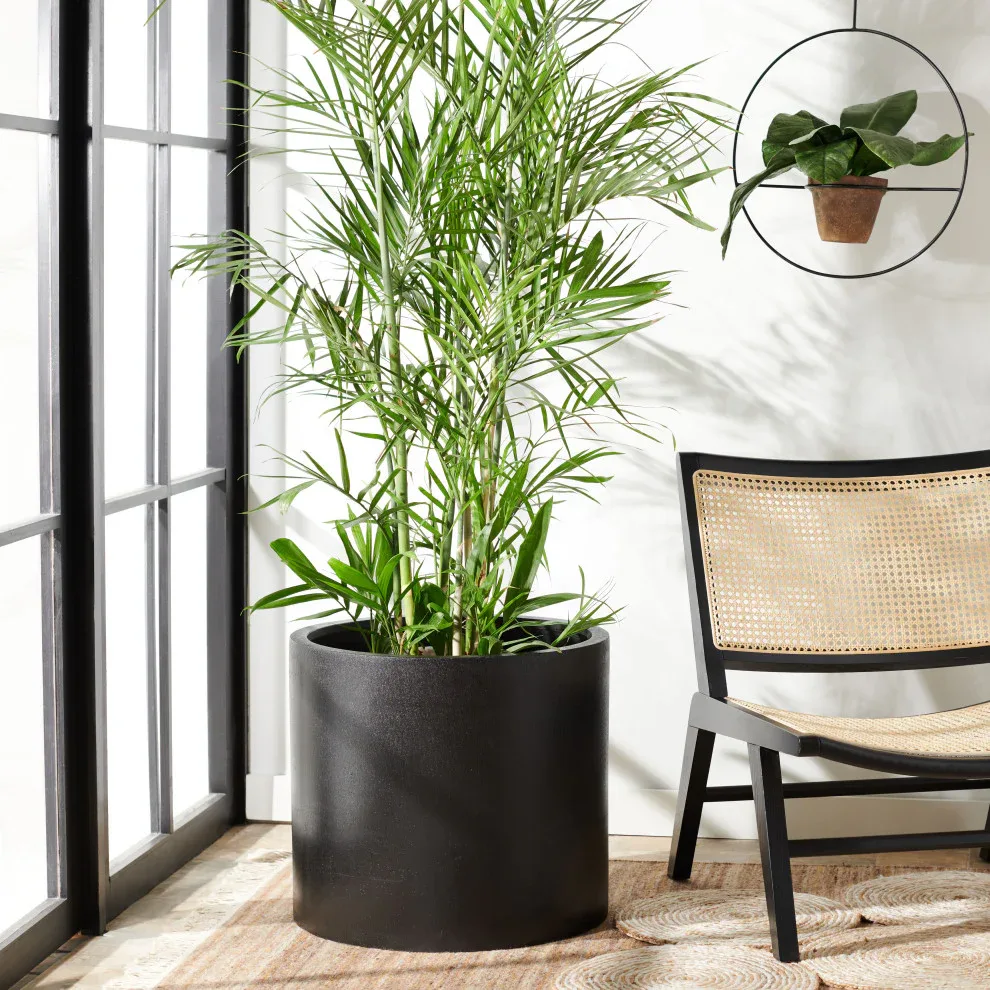 How to Find the Perfect Indoor Plant for Your Home