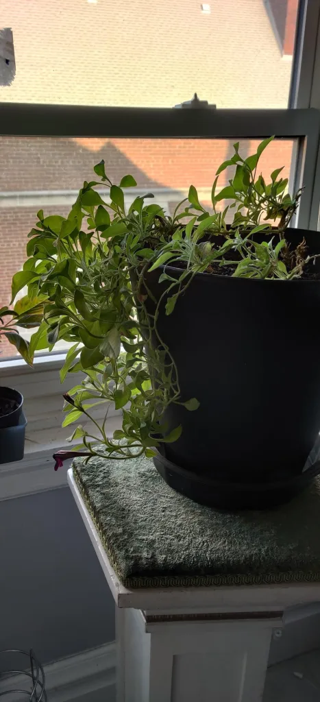 How to Find the Perfect Indoor Plant for Your Home