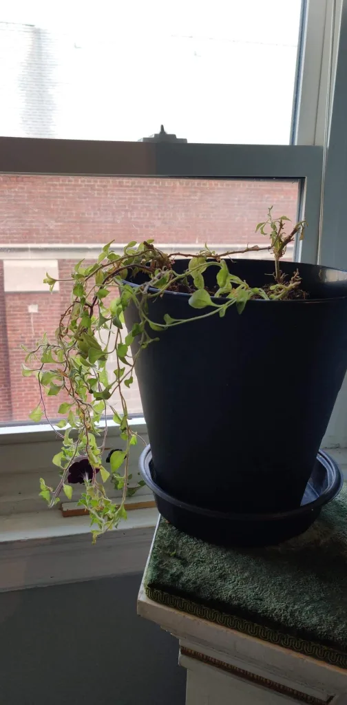 How to Find the Perfect Indoor Plant for Your Home