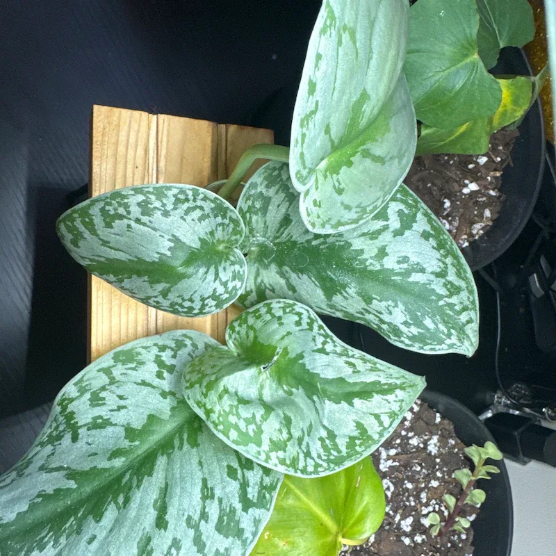 Plant Propagation Made Easy for Beginners