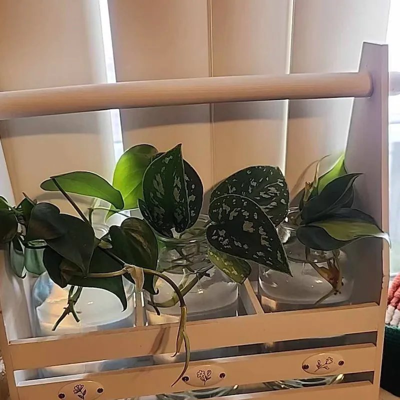 Plant Propagation Made Easy for Beginners