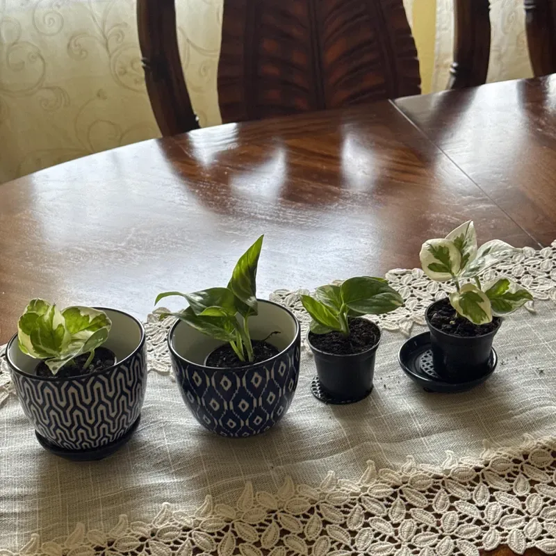 How to Keep a Small Apartment Cozy Without Overcrowding It