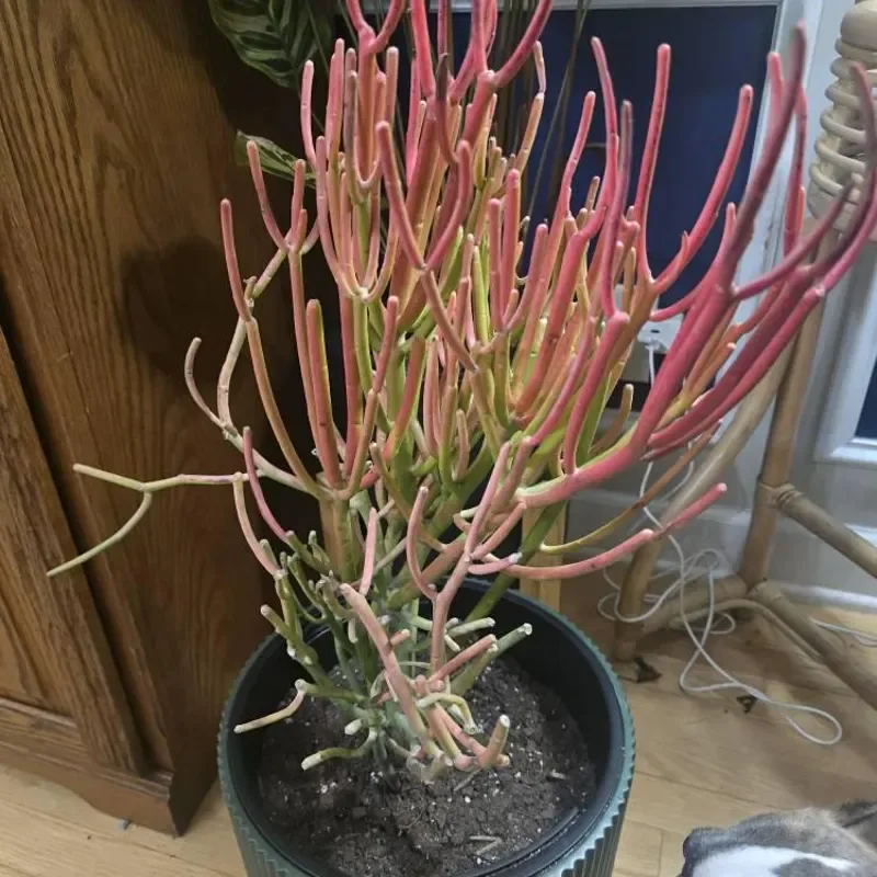 Plant Propagation Made Easy for Beginners