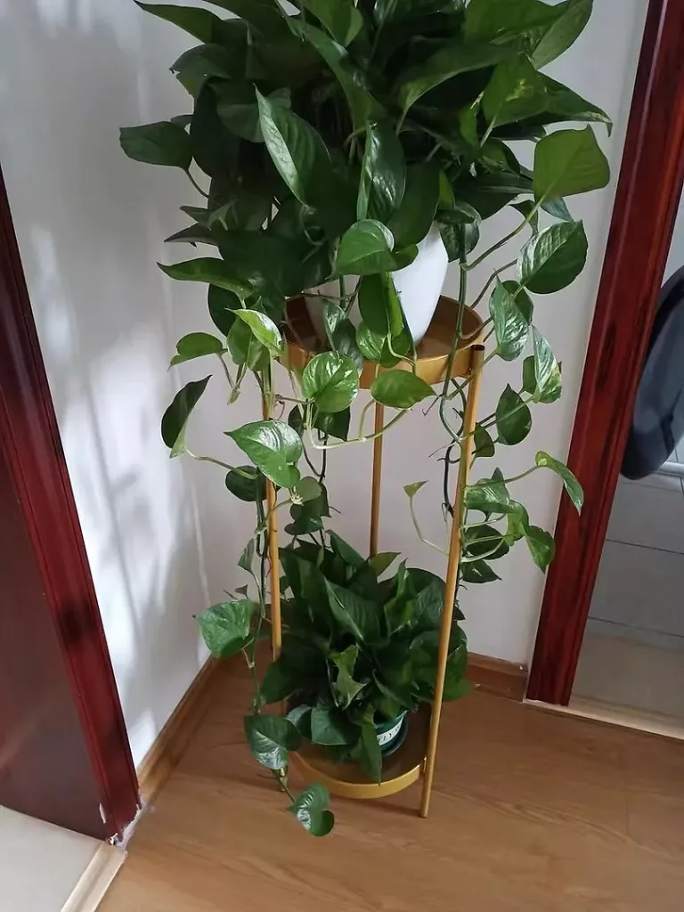 Plant Propagation Made Easy for Beginners