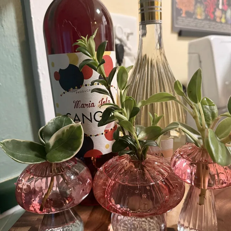 Plant Propagation Made Easy for Beginners