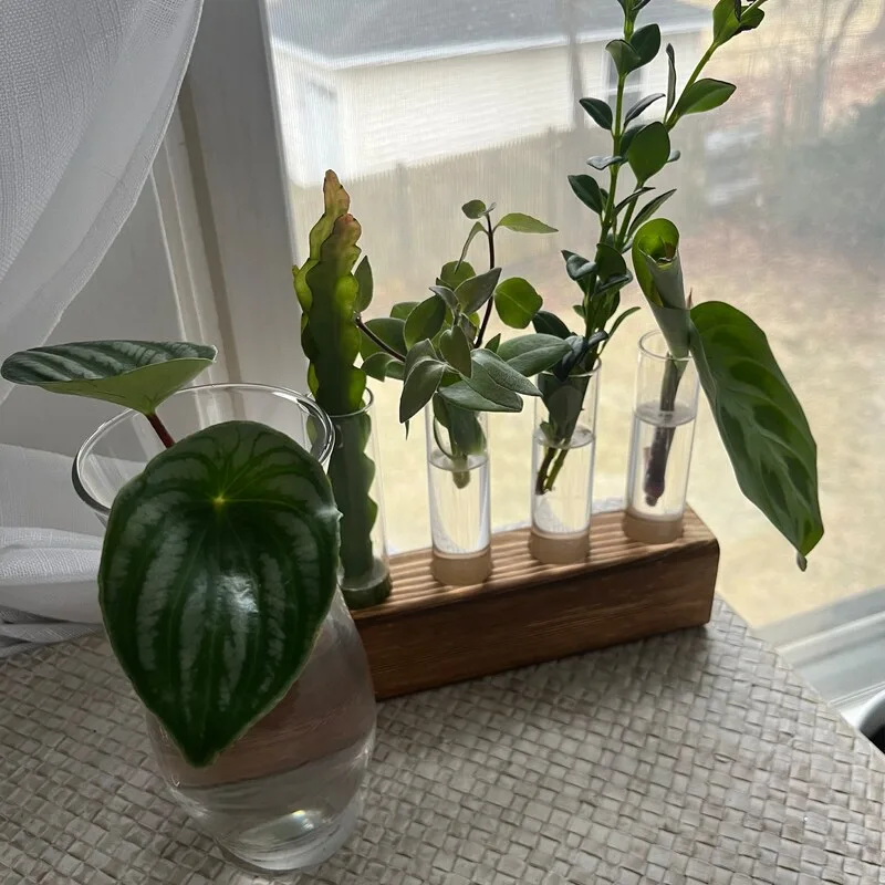 Plant Propagation Made Easy for Beginners