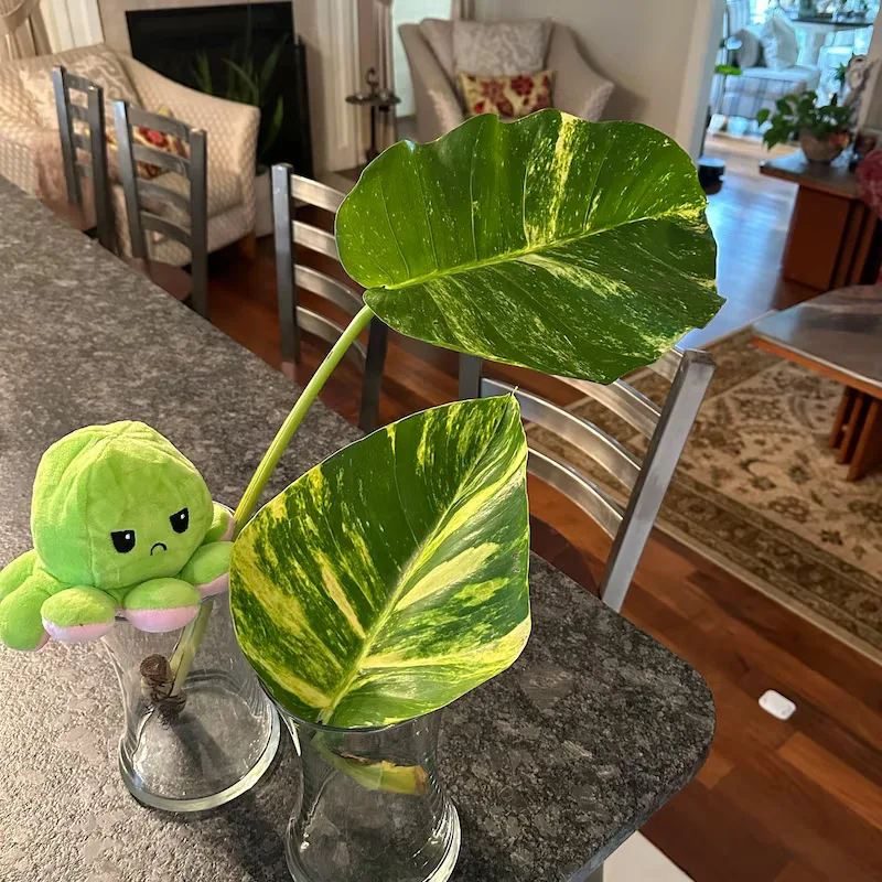 Plant Propagation Made Easy for Beginners