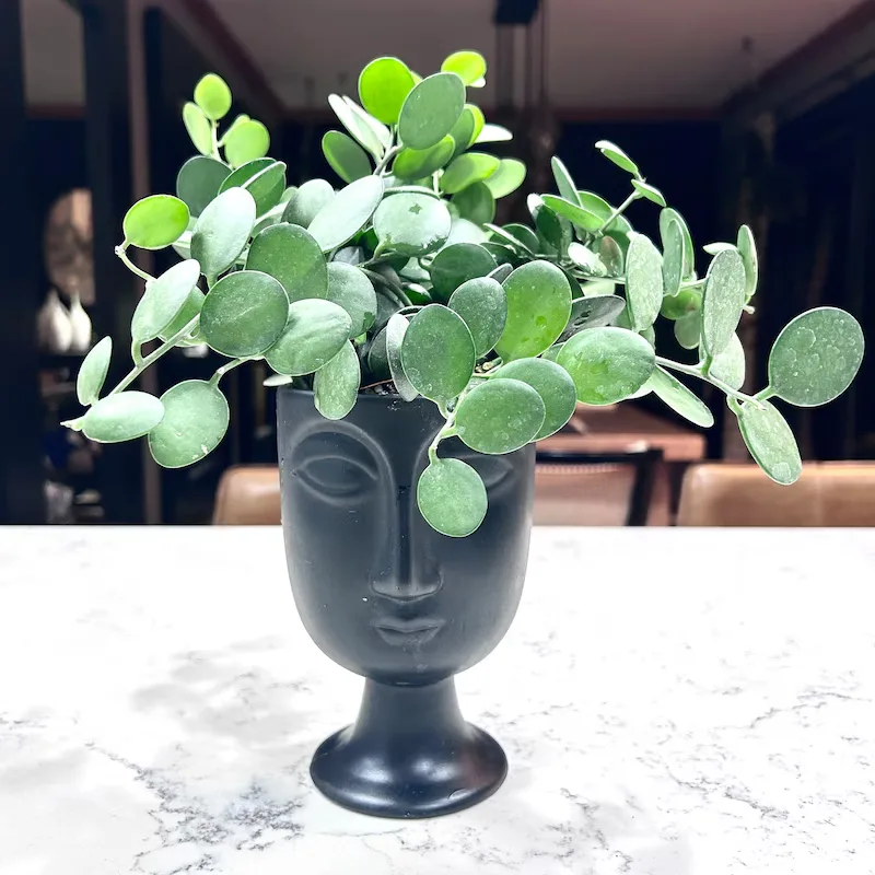 Plant Propagation Made Easy for Beginners