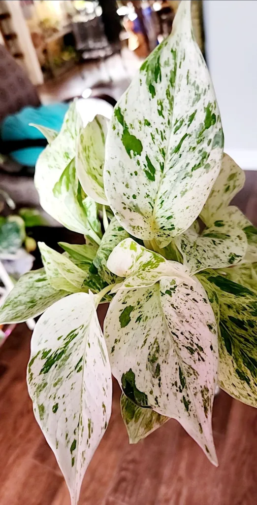 Plant Propagation Made Easy for Beginners