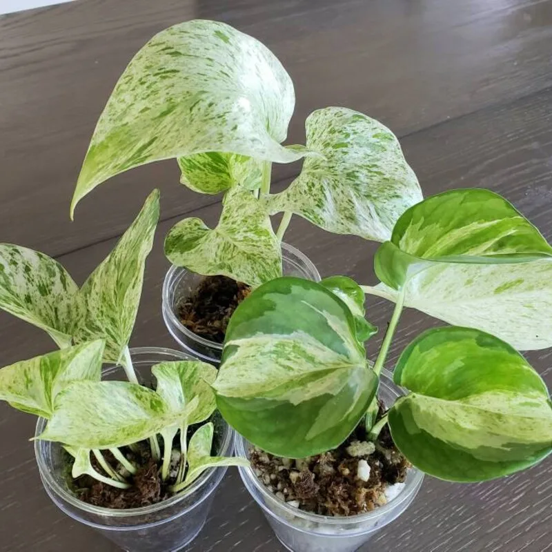 Plant Propagation Made Easy for Beginners