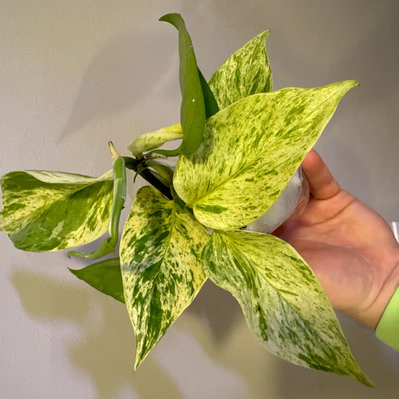 Plant Propagation Made Easy for Beginners