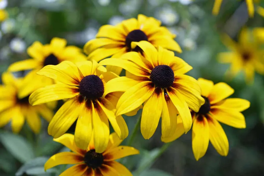 10 Best Wildflowers For Beautiful Centerpieces For Any Occasions