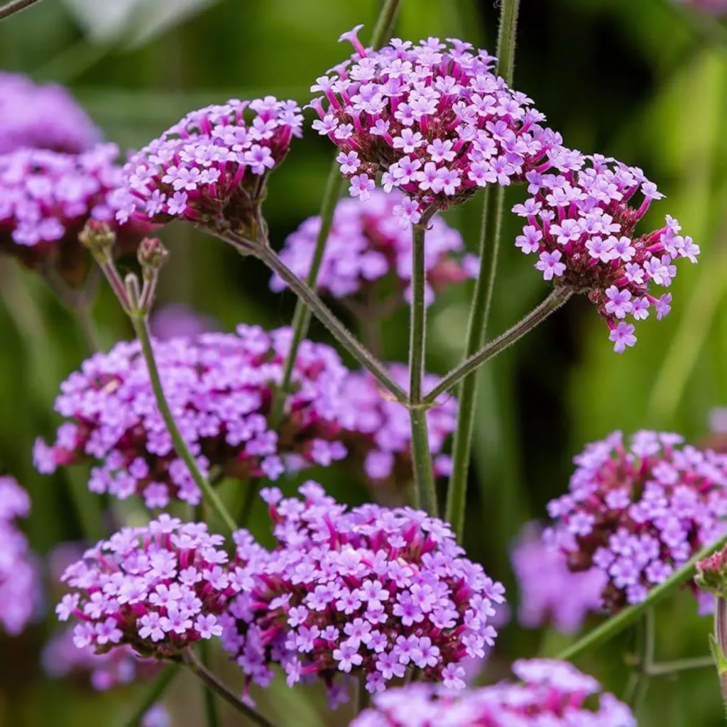 10 Best Wildflowers For Beautiful Centerpieces For Any Occasions