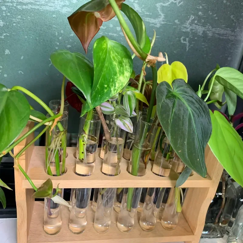 Plant Propagation Made Easy for Beginners