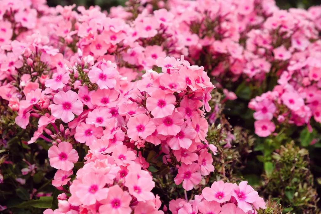 10 Best Wildflowers For Beautiful Centerpieces For Any Occasions