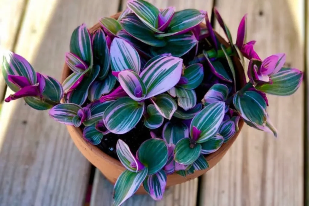 10 Best Wildflowers For Beautiful Centerpieces For Any Occasions
