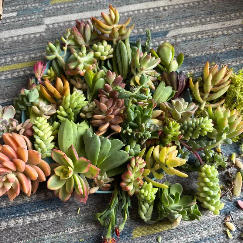 Plant Propagation Made Easy for Beginners