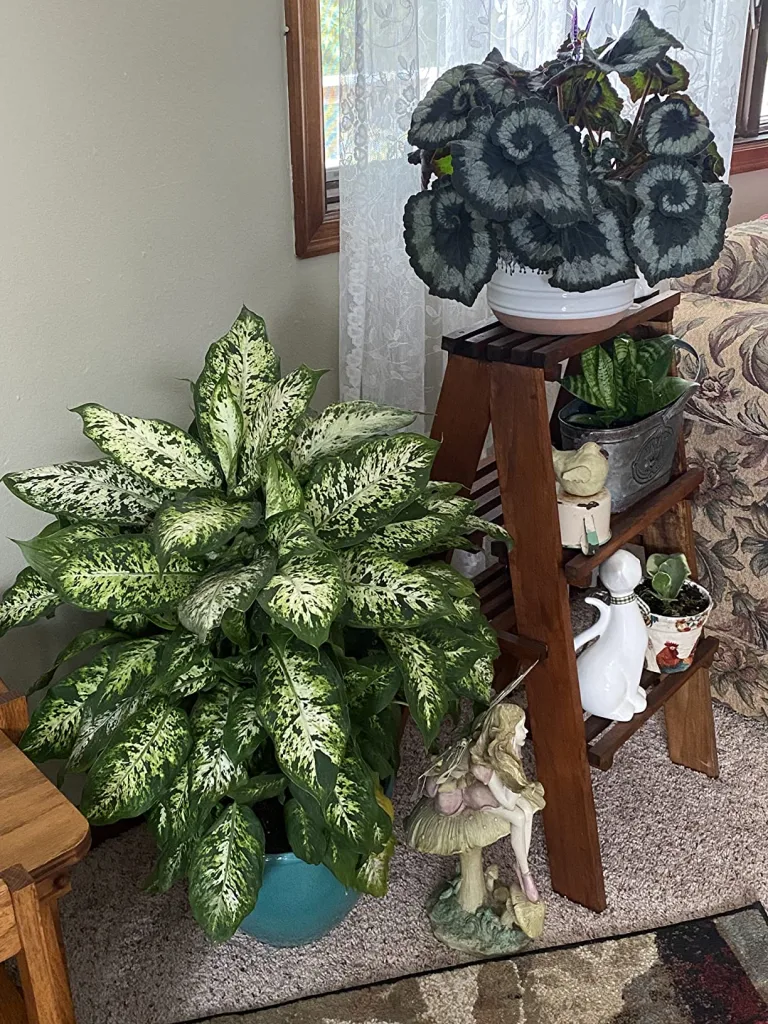 Plant Propagation Made Easy for Beginners