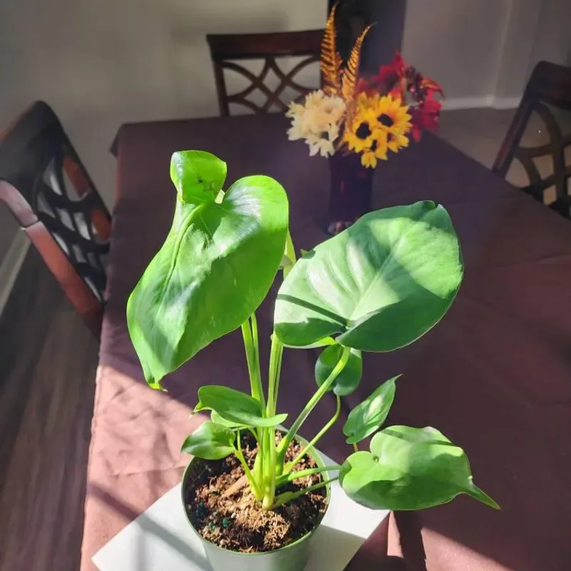 Plant Propagation Made Easy for Beginners