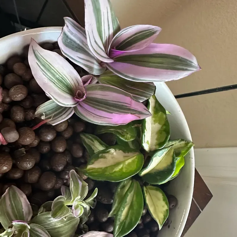 Plant Propagation Made Easy for Beginners