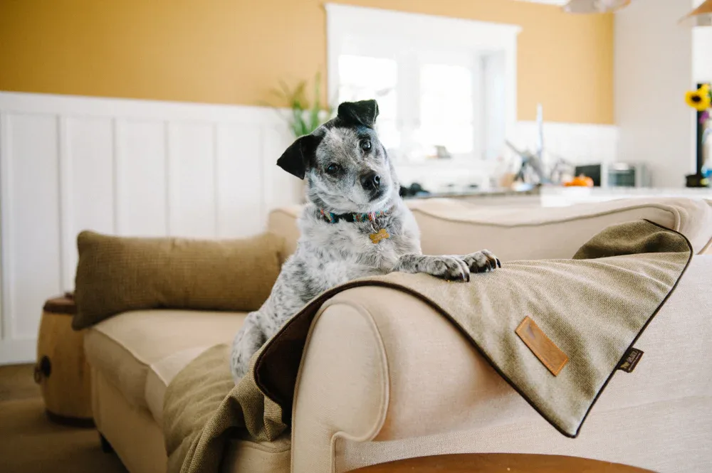 The Ultimate Guide to Dog-Friendly Home Decor