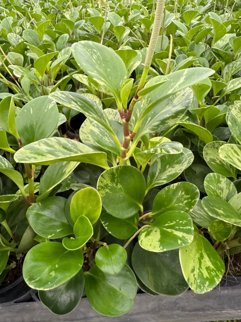 The Ultimate Guide to Dog-Friendly Home Decor