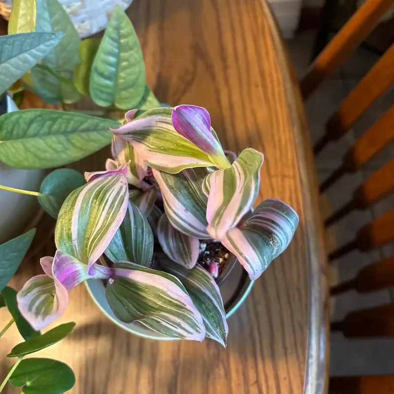 Plant Propagation Made Easy for Beginners