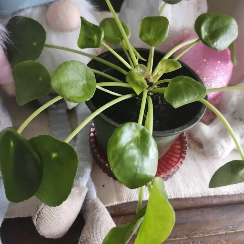 The Ultimate Guide to Dog-Friendly Home Decor