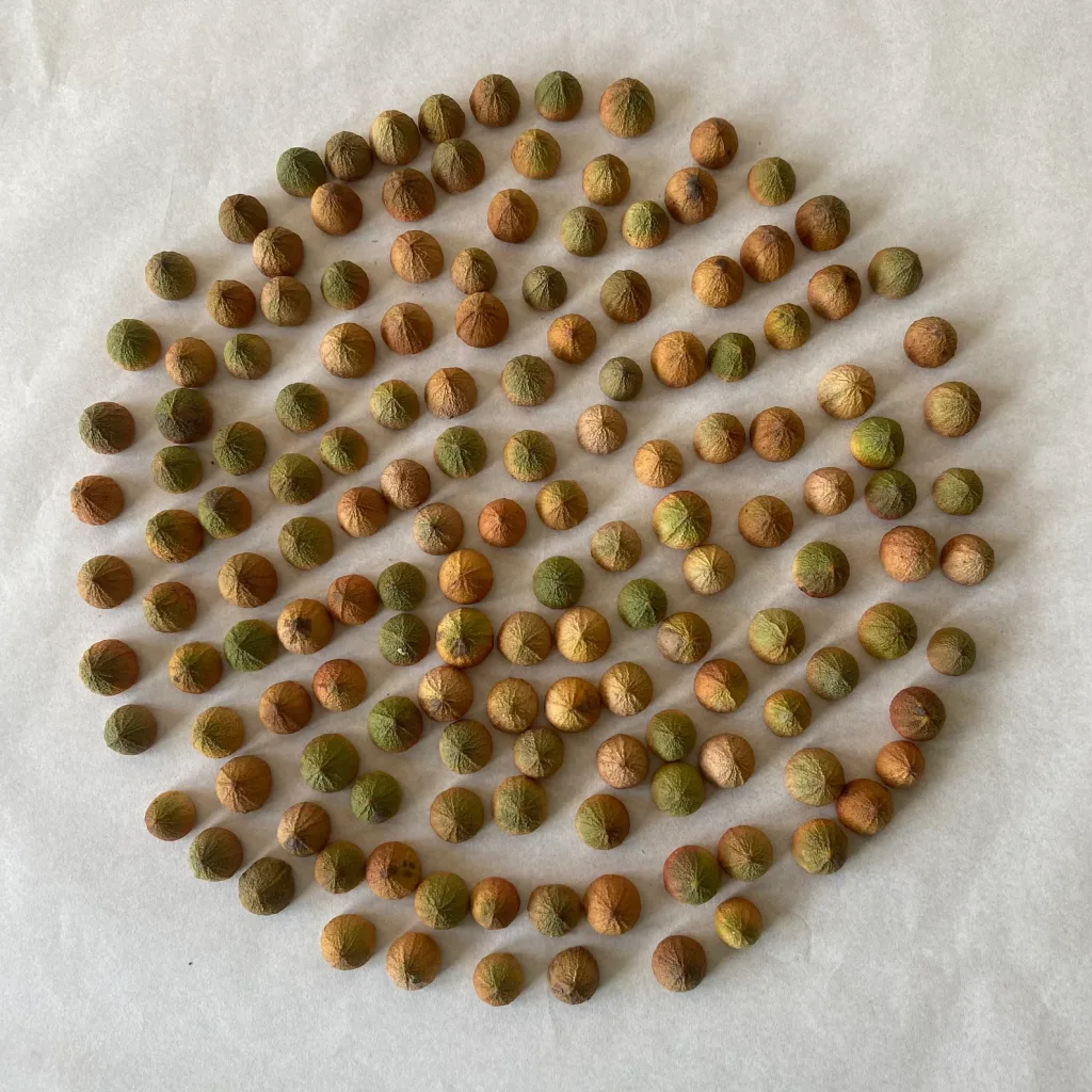 How to Easily Decorate with Driftwood, Pods & Pinecones