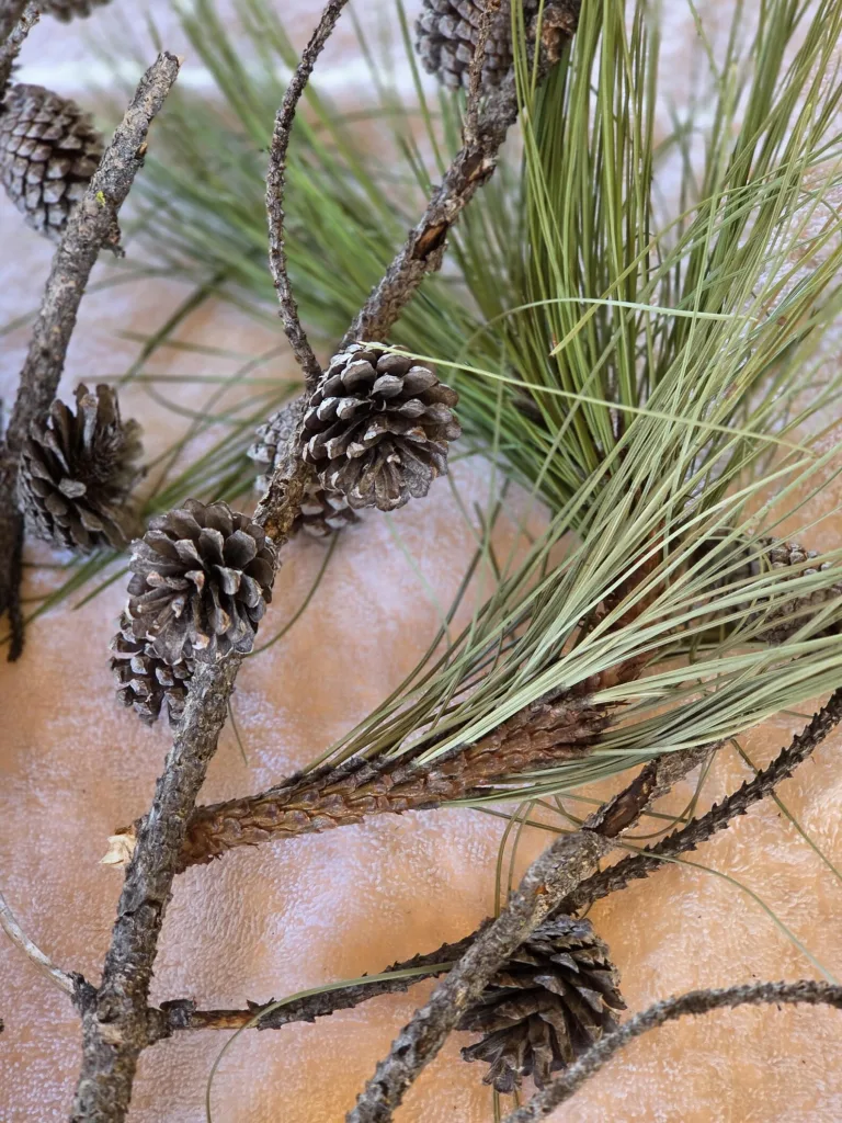 How to Easily Decorate with Driftwood, Pods & Pinecones