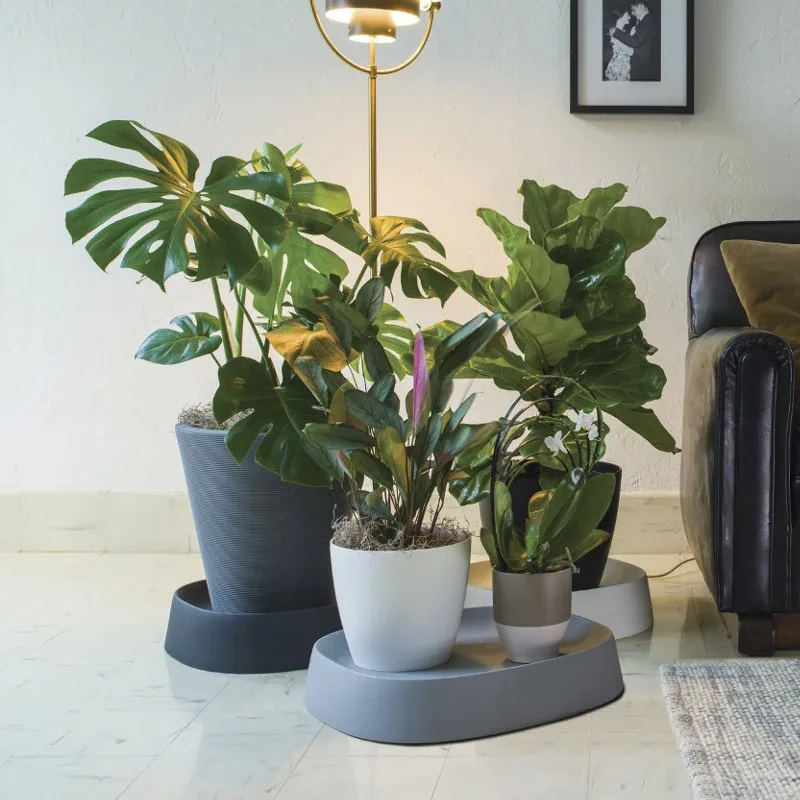 How to Find the Perfect Indoor Plant for Your Home