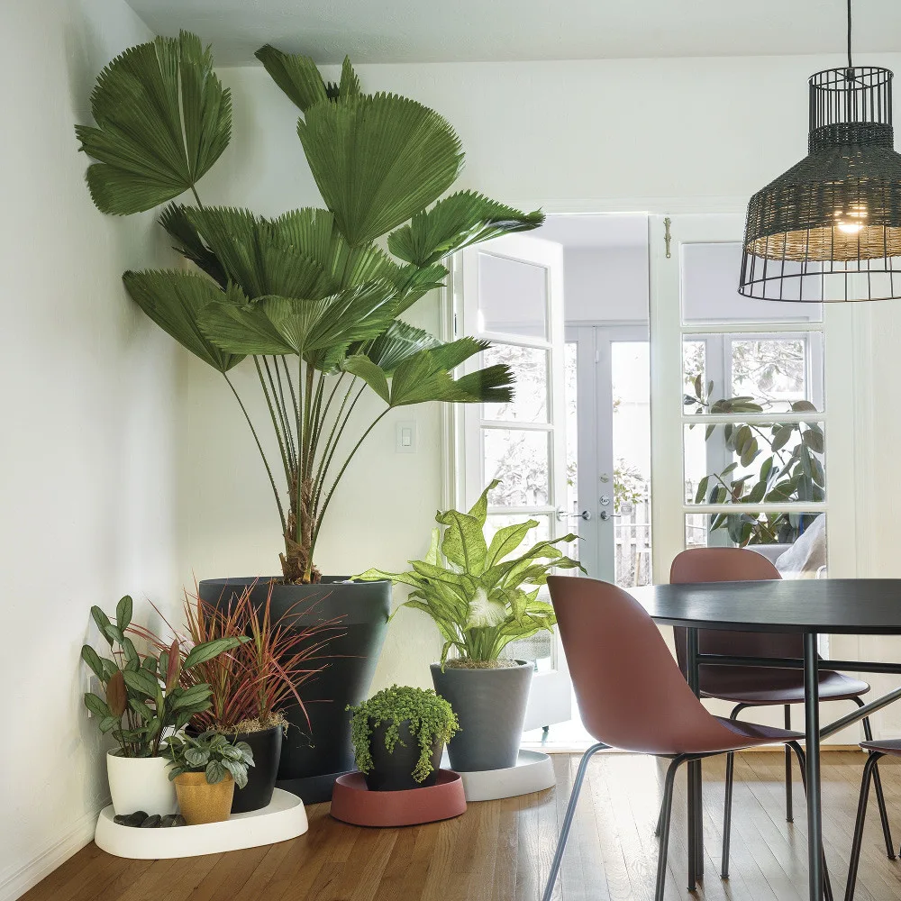 How to Find the Perfect Indoor Plant for Your Home