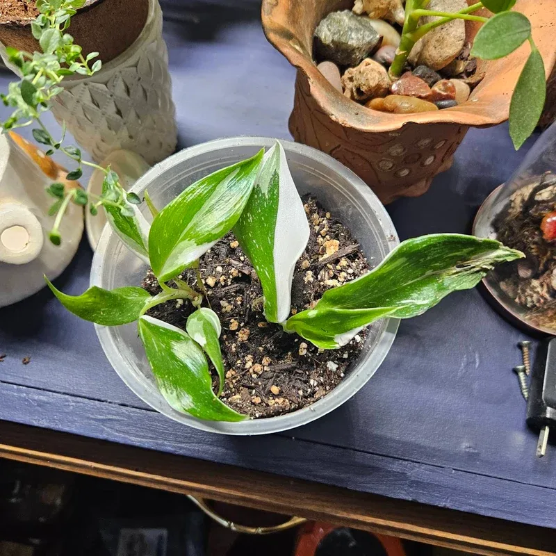 Plant Propagation Made Easy for Beginners